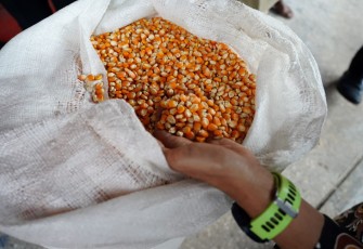Foto : Jagung 