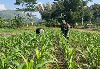 Babinsa Koramil 09/Randublatung Kodim 0801/01 Pacitan Serka Daris melaksanakan Pendampingan sekaligus membantu Petani merawat tanaman jagung, bertempat Dsn Krajan, Desa Widoro, Kec./Kabupaten Pacitan, Sabtu (01/03/2025)