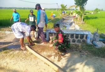 Babinsa Turun Ke Sawah Bantu Petani Basmi Hama Tikus Guna Tingkatkan Hasil Panen