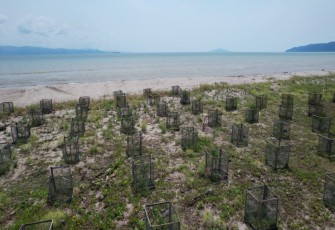 Penanaman pohon vegetasi perkuat pesisir rawan bencana