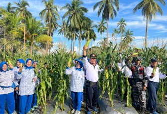 Lanal Ranai Panen Jagung dan Dukung Program Ketahanan Pangan di Lahan 1,2 Hektar 