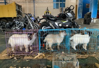 Bea Cukai Langsa Gagalkan Penyelundupan Sepeda Motor, Sparepart dan Hewan dalam Operasi Gabungan