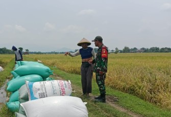 Upaya Babinsa Kodim Ponorogo Sejahterakan Petani
