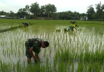 Babinsa Koramil 0805/11 Widodaren Dampingi Petani Padi