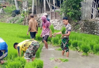 Satgas TMMD ke-127 Kodim 1423/Soppeng saat Tanam Padi Bersama Warga, Perkuat Ketahanan Pangan Desa