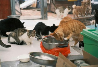 5 Kelebihan Adopsi Kucing Dari Shelter