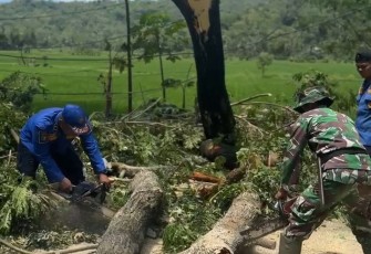 TNI-Polri dan BPBD Evakuasi Pohon Tumbang di Panggul Trennggalek