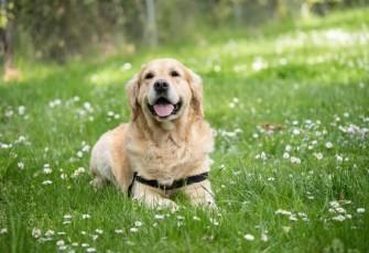 Anjing Labrador