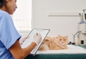 Cara Memilih Obat Diare Kucing yang Aman dan Efektif