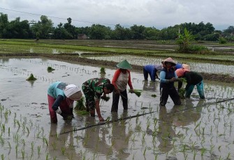 Bantu tanam padi warga binaan 