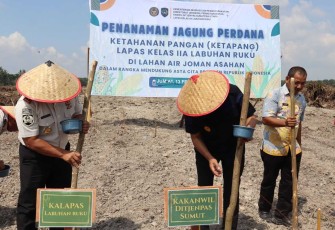Tanam Jagung di Air Joman