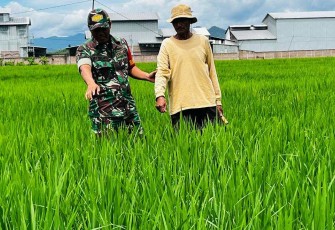 Bantu merawat tanaman padi petani wilayah desa binaan 