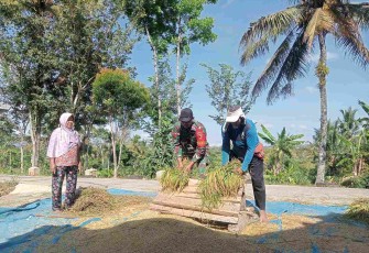 Bantu panen padi warga binaan