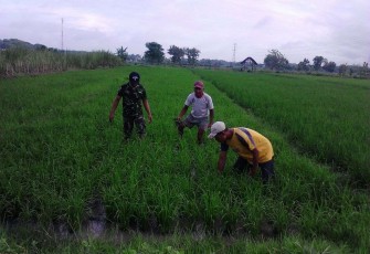 Bantu perawatan tanaman padi petani desa binaan 