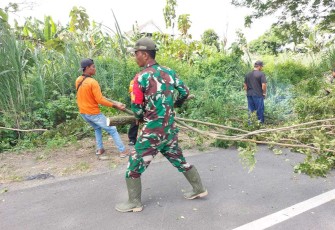 Evakuasi pohon tumbang di jalan 