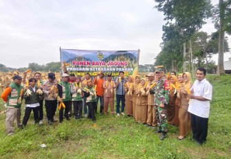 Panen raya jagung di wilayah desa binaan 