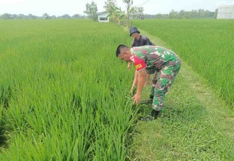 Bantu rawat tanaman di ladang petani desa binaan 