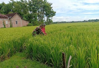 Bantu rawat tanaman padi petani desa binaan 