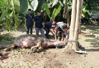 Pemotongan kebo andil di halaman kediaman Walikota Depok Supian Suri, Rabu (18/3)