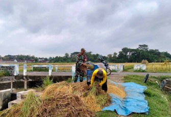 Bantu panen padi warga binaan