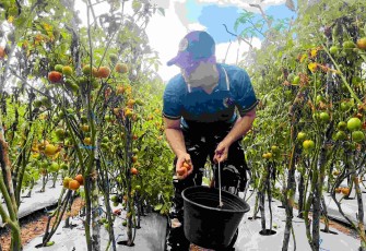 Panen raya tomat Satgas Yonarmed 12 Kostrad 