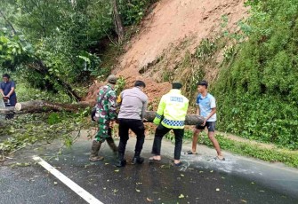 Evakuasi pohon tumbang di jalan 