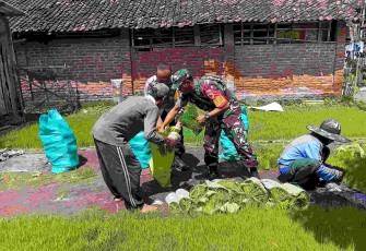 Bantu semai bibit padi