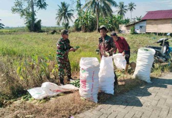 Bantu panen mentimun di wilayah desa binaan