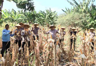 Panen jagung pipil di Kenjeran