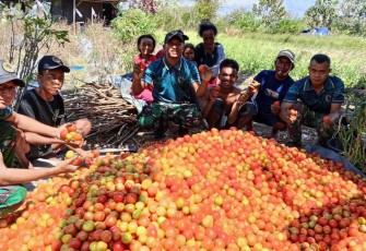 Panen tomat bersama warga di perbatasan