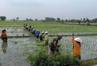 Tanam padi bersama warga desa binaan