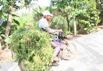 Warga Ledok Tempuro menggunakan sepeda motor mencari rumput