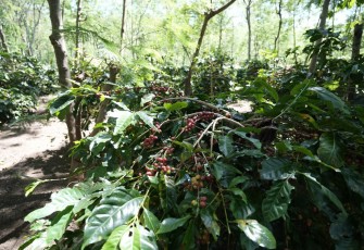 Perkebunan Kopi PalmCo