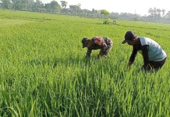 Bantu penyiangan tanaman padi warga desa binaan