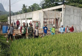 Bantu petani lawan hama wereng di wilayah desa binaan 