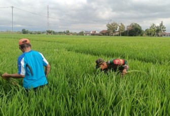 Pendampingan Petani Wujud Nyata Babinsa Kodim Ponorogo Bantu Petani