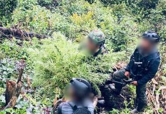 Satgas Swasembada saat Berhasil Ungkap Ladang Ganja di Pegunungan Bintang