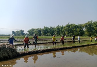 Bantu panen padi petani desa binaan