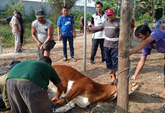 Prosesi penyembelihan sapi kurban di halaman belakang kantor DPC Partai Demokrat Karanganyar, Kamis (28/5/2026)