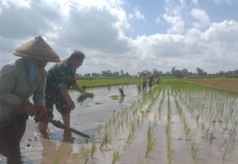 Babinsa Mirigambar Dampingi Petani Tanam Padi, Wujudkan Ketahanan Pangan dari Tingkat Desa