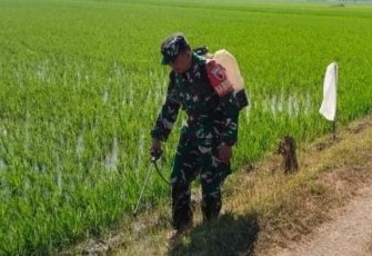 Serka Junaedi bantu semprot gulma