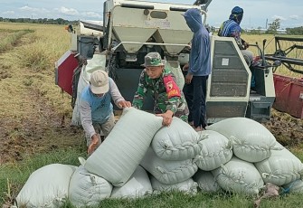 Bantu panen padi warga desa binaan