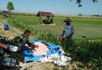 Dari Sawah Mojorejo, Babinsa dan Petani Rawat Padi untuk Jaga Ketahanan Pangan