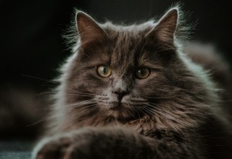 Kucing Maine Coon