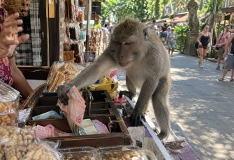 Seekor monyet ekor panjang berada di kawasan sekitar Ubud Monkey Forest, Gianyar, Bali. Satwa tersebut dilaporkan berulang kali mengambil uang milik pedagang di sekitar kawasan wisata.