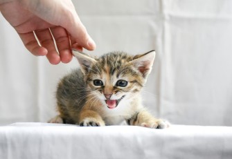 Ilustrasi Berita (Unicharm Pet Indonesia)