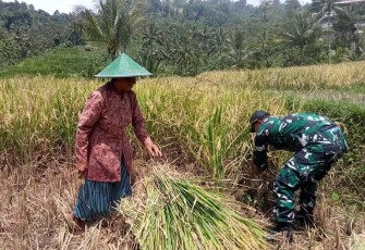 Babinsa Kodim Ponorogo Bantu Panen Padi di Desa Gondowido Kecamatan Ngebel Kabupaten Ponorogo, Minggu (04/01/2026).