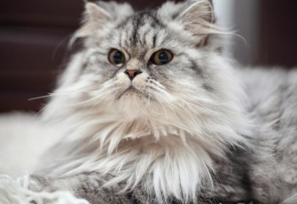 Tips Memilih Kandungan Shampo Kucing Untuk Kesehatan Bulu