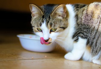 Wet Food Kucing
