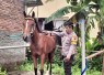 Aiptu Warsito saat merawat kuda